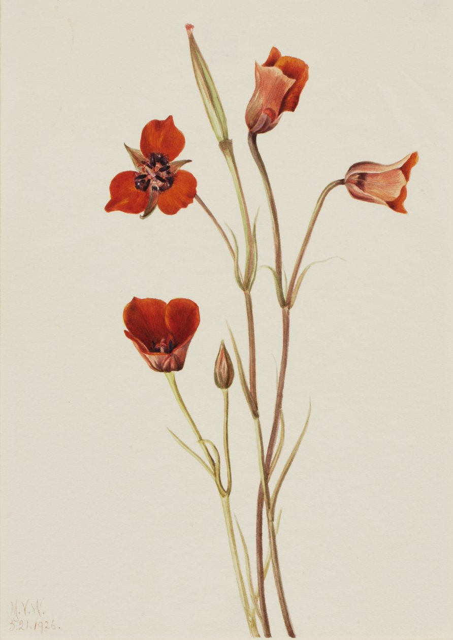 Szkarłatna Mariposa Calochortus kennedyi, 1926. autorstwa Mary Vaux Walcott