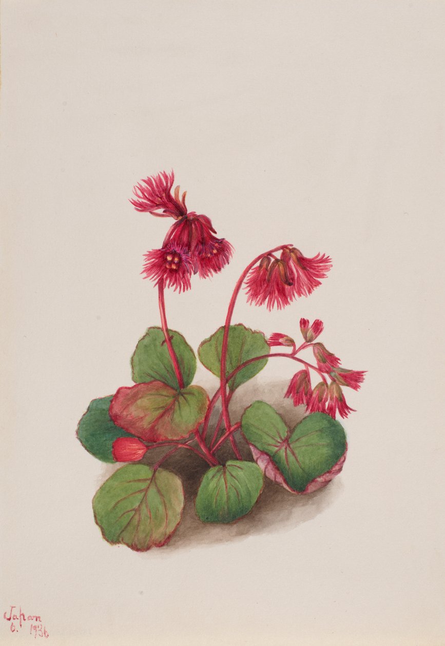 Schizocodon soldanelloides, 1936. autorstwa Mary Vaux Walcott