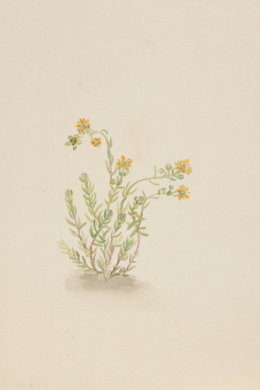 Roślina Stenopetal, ca. 1917-1918. autorstwa Mary Vaux Walcott