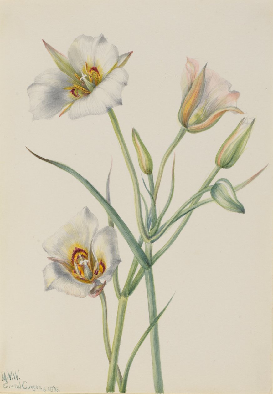 Sego Lily (Calochortus nuttallii) autorstwa Mary Vaux Walcott