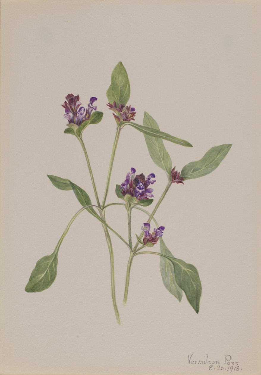 Samoleczenie (Prunella vulgaris) autorstwa Mary Vaux Walcott