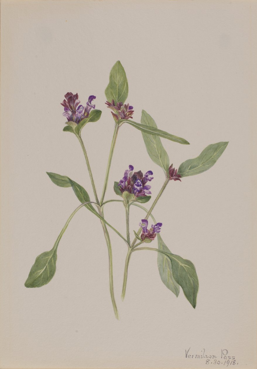 Samoleczenie Prunella vulgaris, 1918. autorstwa Mary Vaux Walcott
