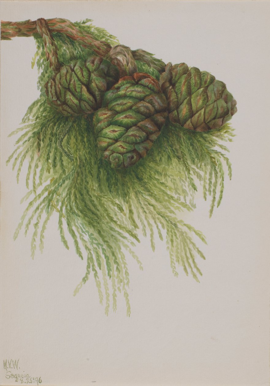 Sekwoja olbrzymia (Sequoia gigantea) autorstwa Mary Vaux Walcott