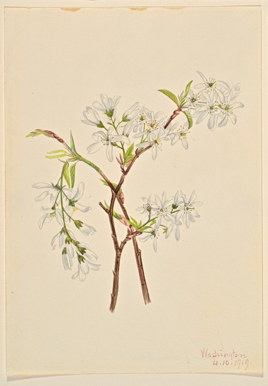 Amelianchier podłużny (Amelianchier oblongifolia) autorstwa Mary Vaux Walcott