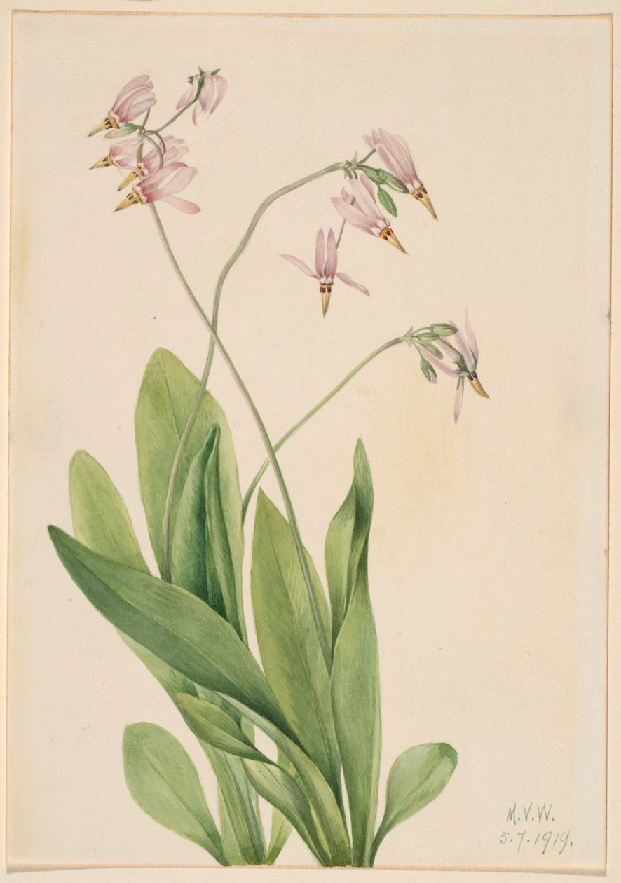Spadająca gwiazda (Dodecatheon meadia) autorstwa Mary Vaux Walcott