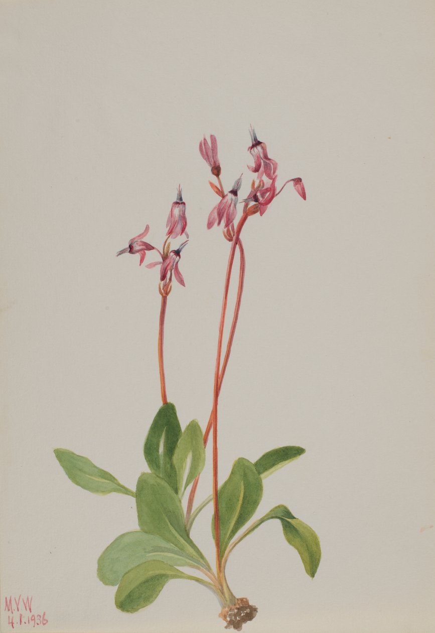 Spadająca gwiazda Dodecatheon hendersonii, 1936. autorstwa Mary Vaux Walcott