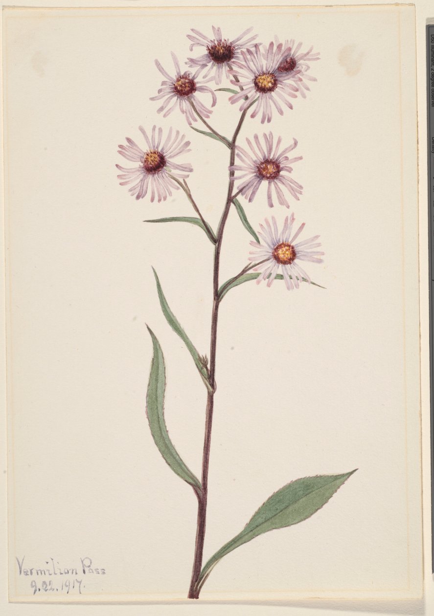 Aster efektowny (Aster conspicuus) autorstwa Mary Vaux Walcott