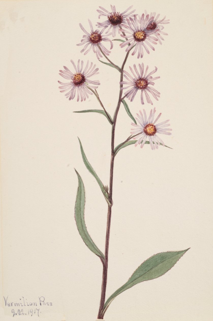 Aster efektowny Aster efektowny, 1917. autorstwa Mary Vaux Walcott
