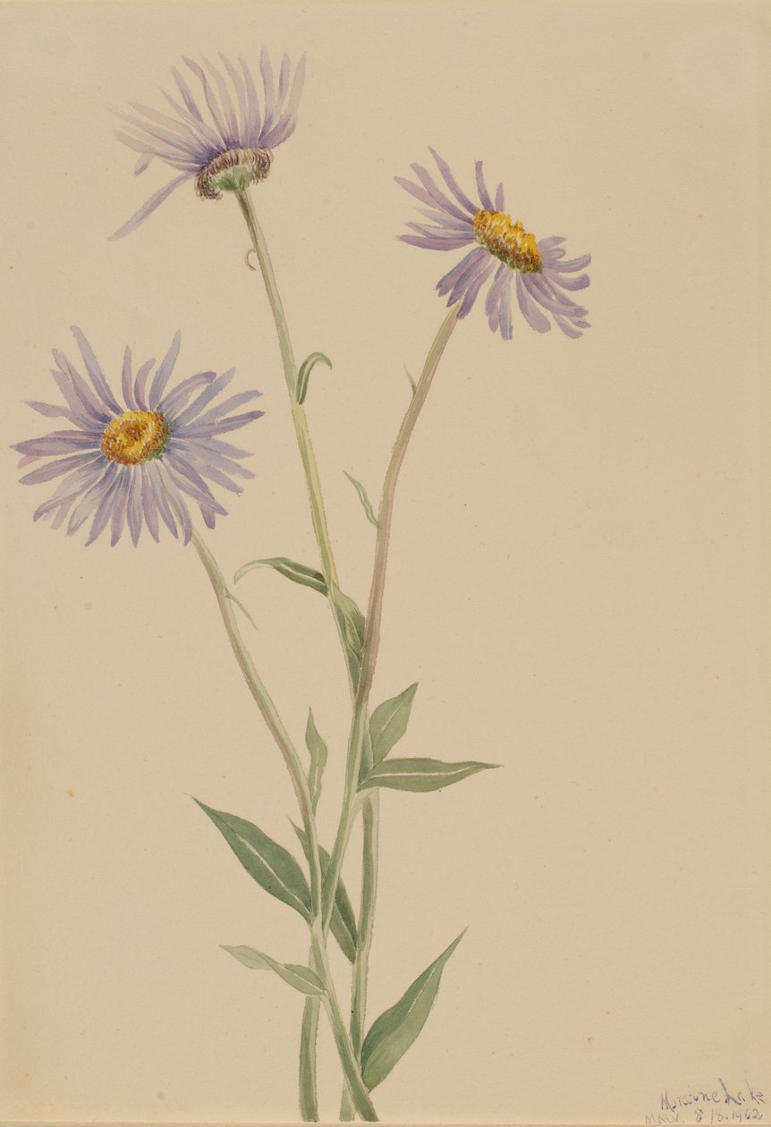 Erigeron salsuginosus (Erigeron salsuginosus) autorstwa Mary Vaux Walcott