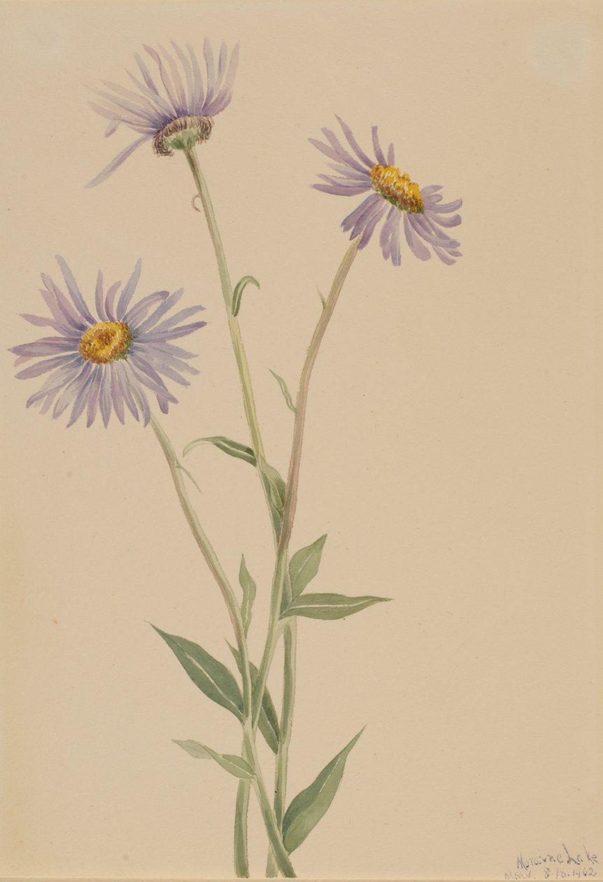 Efektowny Fleabane Erigeron salsuginosus, 1902. autorstwa Mary Vaux Walcott