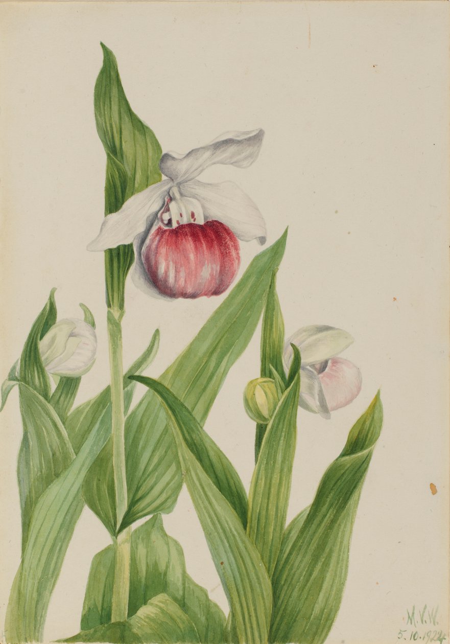 Cyprysik nutkajski (Cypripedium reginae) autorstwa Mary Vaux Walcott