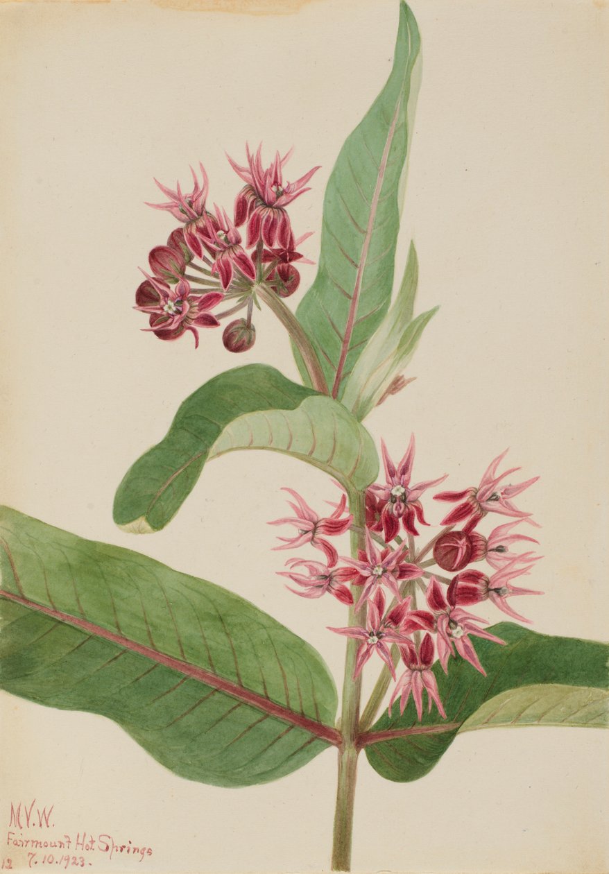 Trojeść okazała (Asclepias speciosa) autorstwa Mary Vaux Walcott