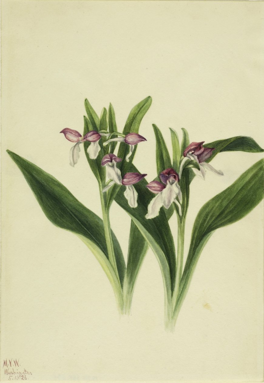Storczyk okazały (Orchis spectabilis) autorstwa Mary Vaux Walcott