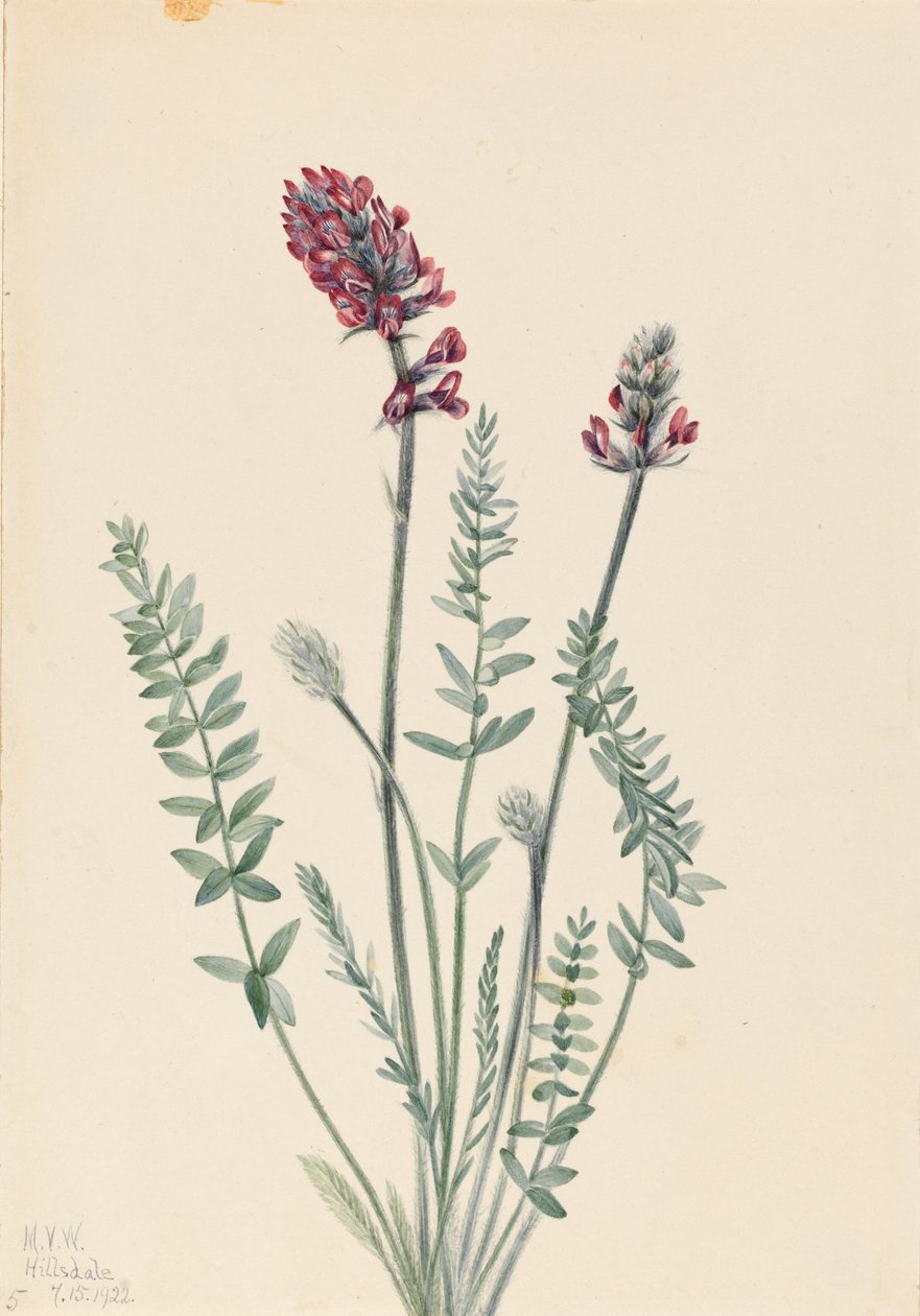 Oksytrop efektowny (Oxytropis splendens) autorstwa Mary Vaux Walcott