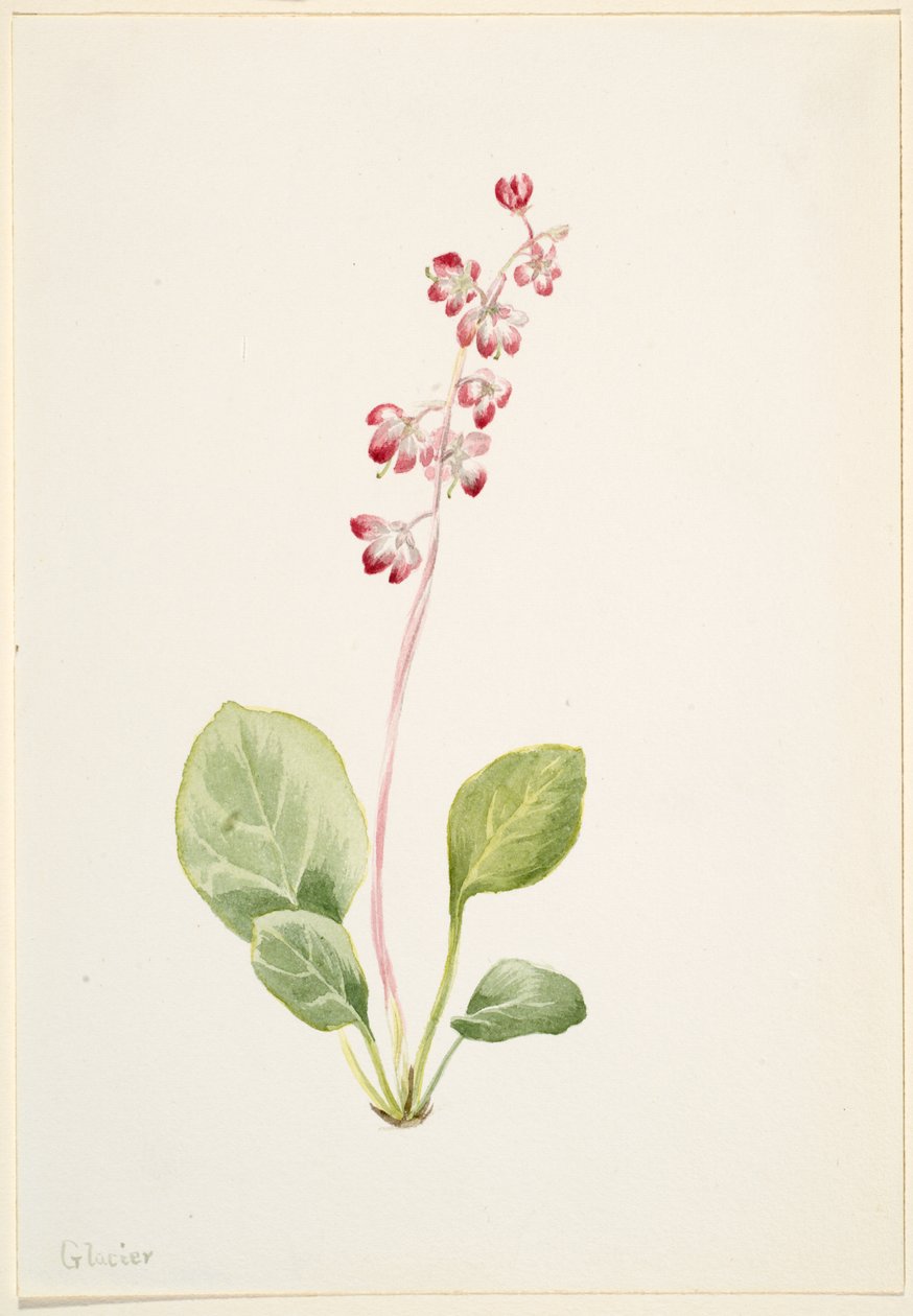 Pyrolla efektowna (Pyrola asarifolia) autorstwa Mary Vaux Walcott
