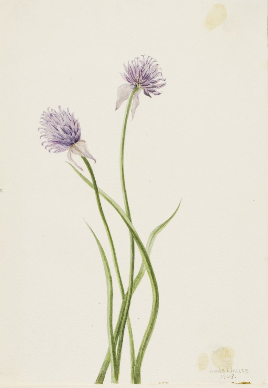Cebula syberyjska (Allium sibericum) autorstwa Mary Vaux Walcott