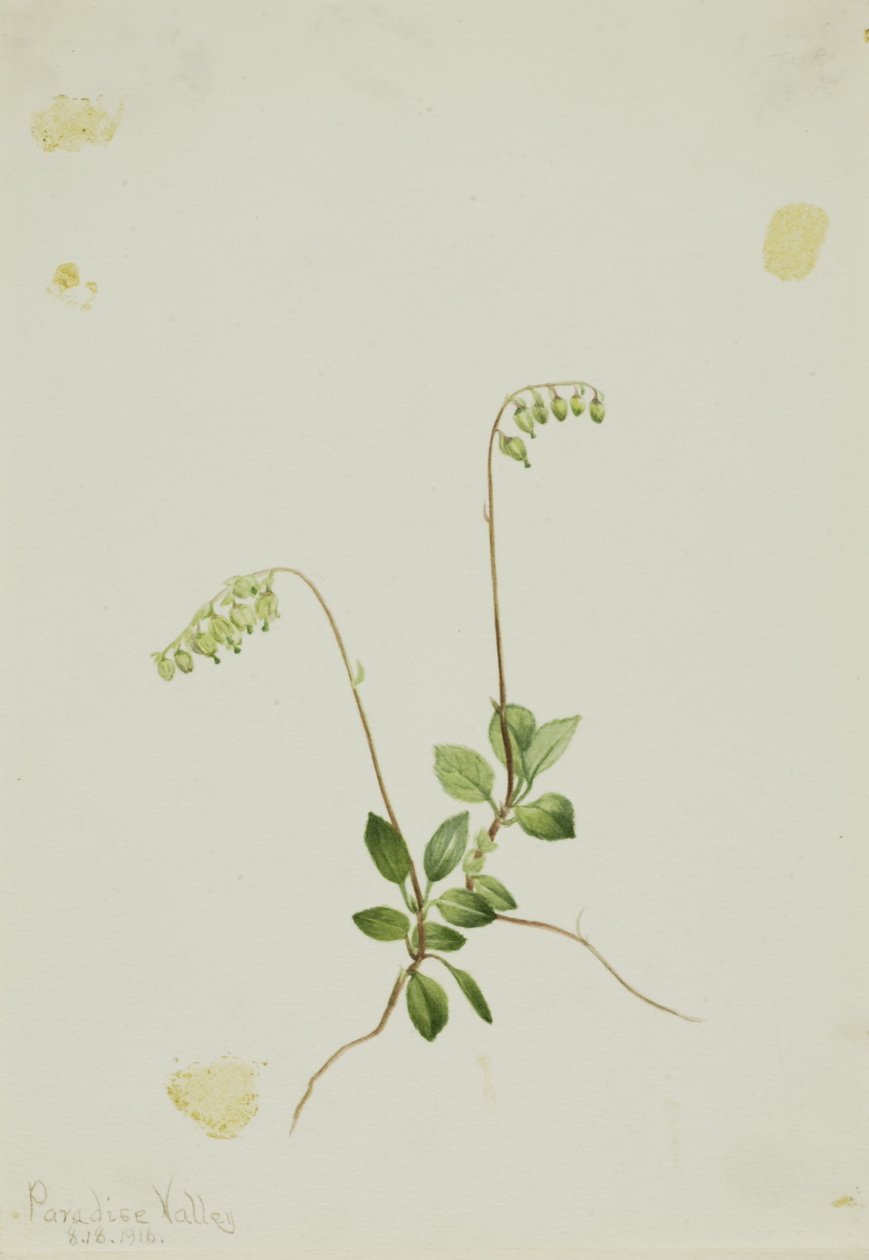 Pyrola boczna (Pyrola secunda) autorstwa Mary Vaux Walcott