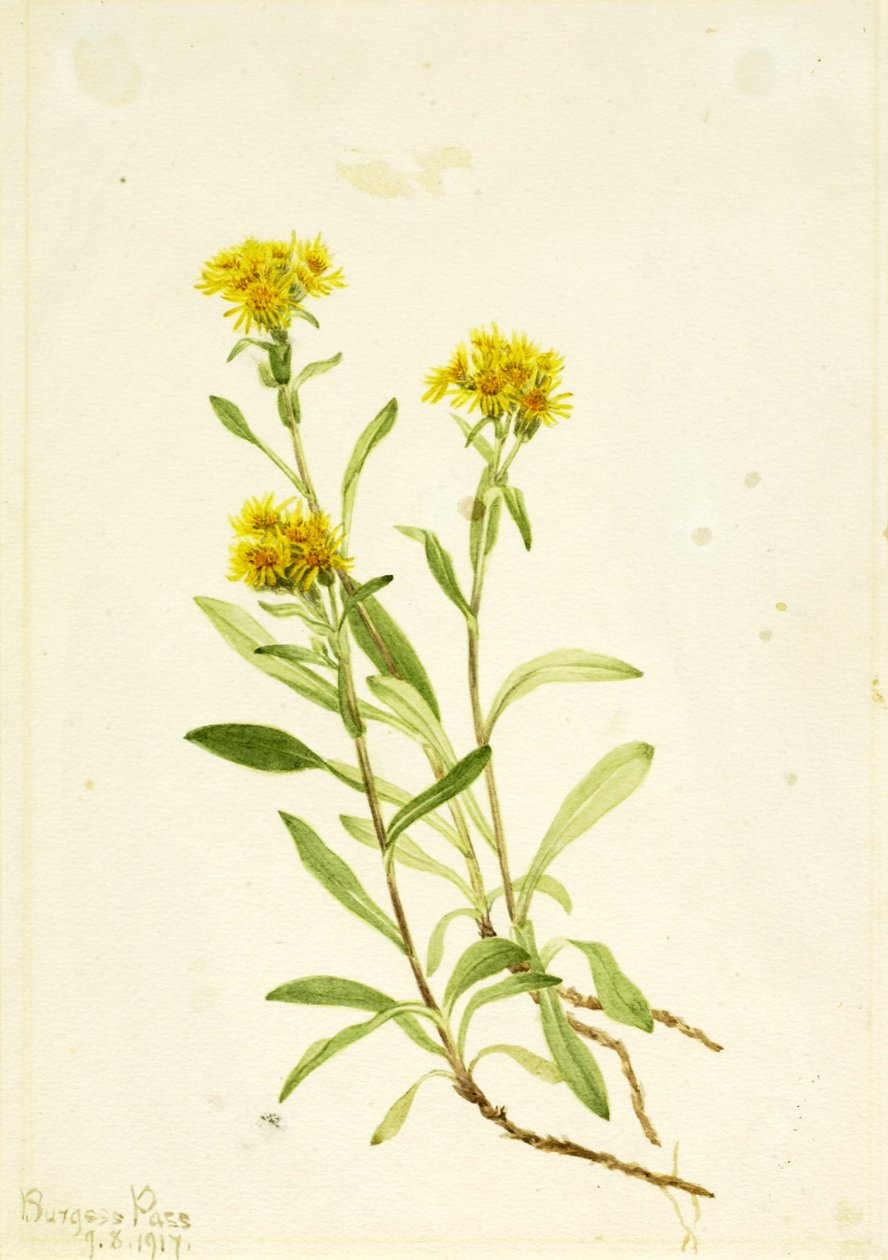 Sidesaddle Goldenrod autorstwa Mary Vaux Walcott