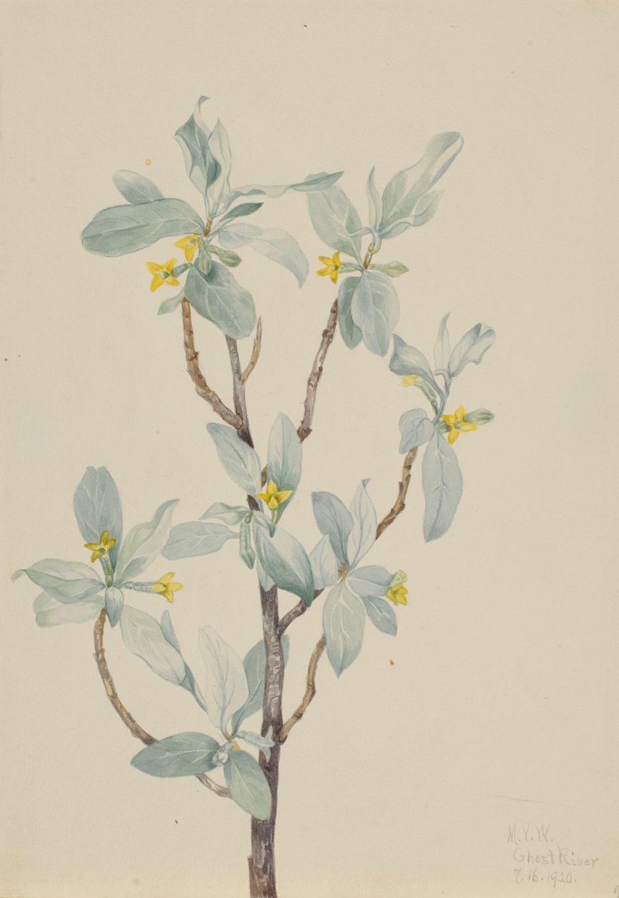 Jagoda srebrna (Elaeagnus commutata) autorstwa Mary Vaux Walcott