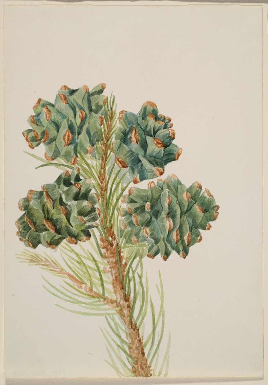 Sosna jednolistna (Pinus monophylla) autorstwa Mary Vaux Walcott