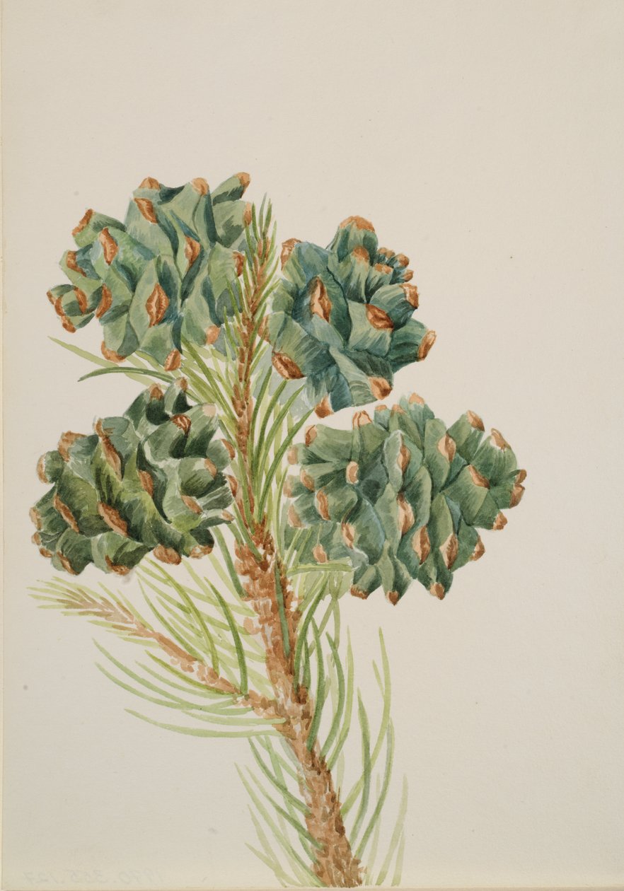 Sosna jednolistna Pinus monophylla, ca. Lata 30. XX wieku. autorstwa Mary Vaux Walcott