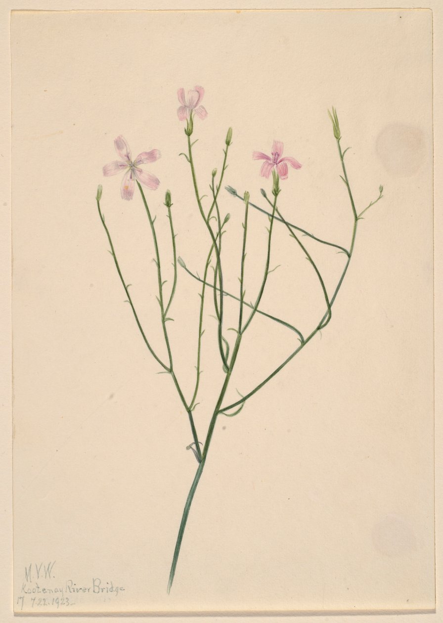 Kwiat szkieletowy (Lygodesmia juncea) autorstwa Mary Vaux Walcott