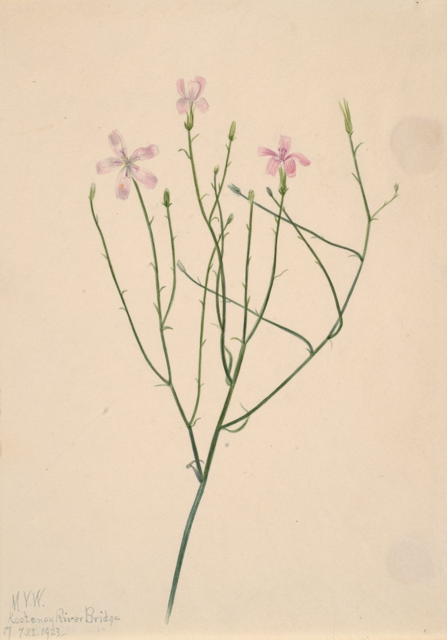 Kwiat szkieletu Lygodesmia juncea, 1923. autorstwa Mary Vaux Walcott