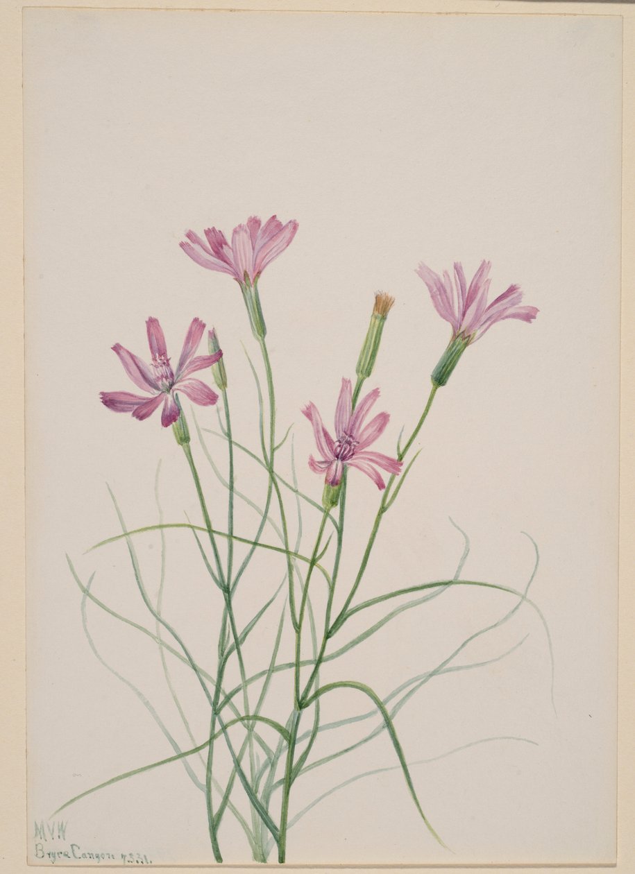 Chwast szkieletowy (Lygodesmia grandiflora) autorstwa Mary Vaux Walcott