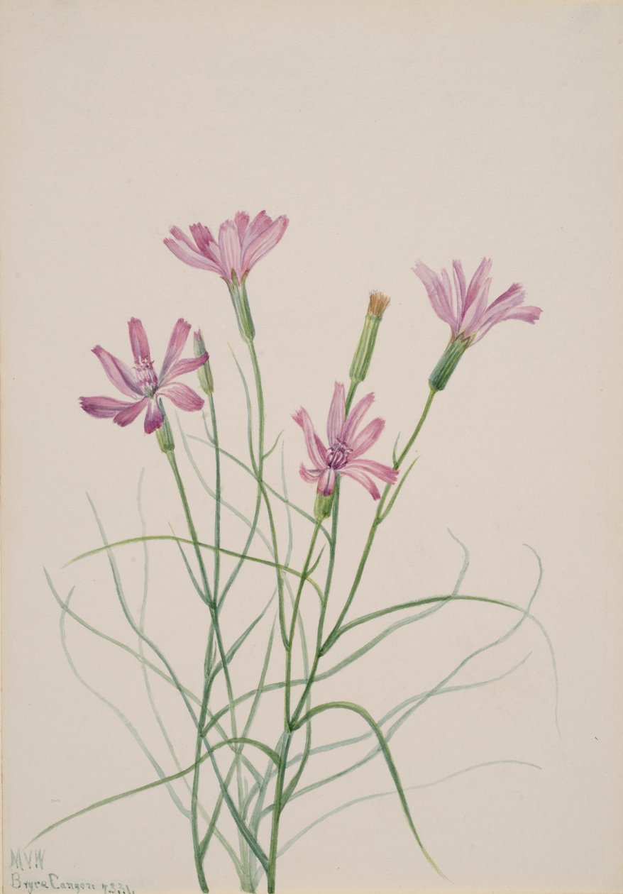 Skeleton Weed Lygodesmia grandiflora, 1931. autorstwa Mary Vaux Walcott