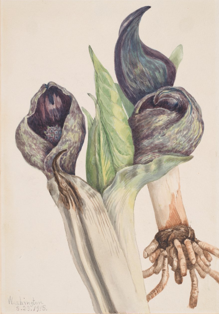 Spartiyema Poetida dla Sakunk Kabba, 1918. autorstwa Mary Vaux Walcott