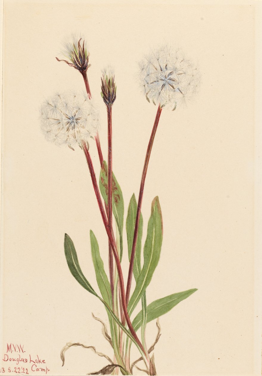 Agoseris smukły (Agoseris gracilens) autorstwa Mary Vaux Walcott