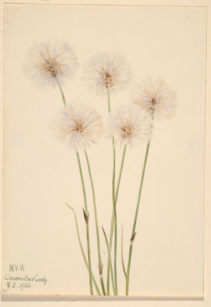 Smukła trawa bawełniana (Eriophorum chamissonis) autorstwa Mary Vaux Walcott