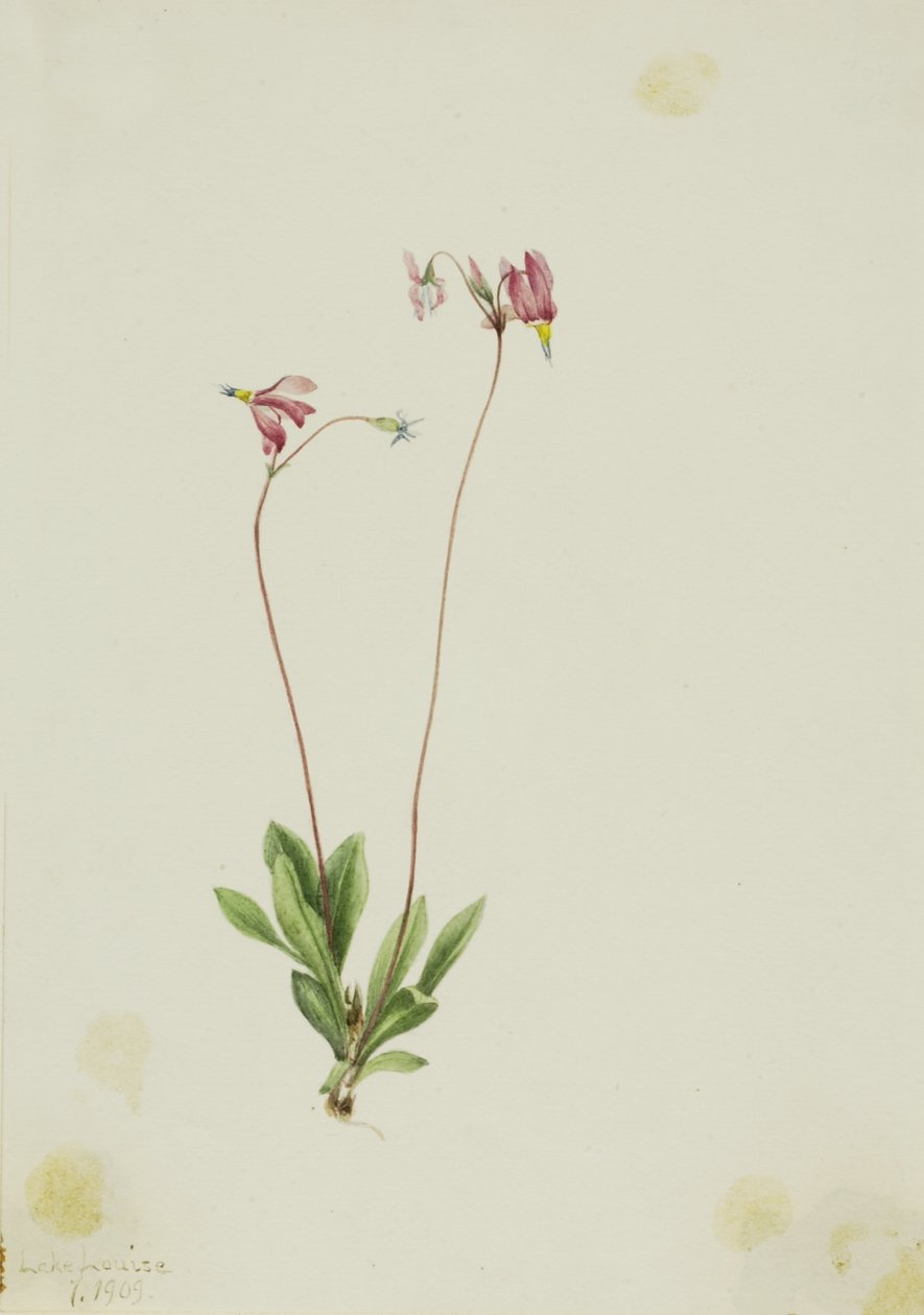 Strzelczyk smukły (Dodecatheon pauciflorum) autorstwa Mary Vaux Walcott