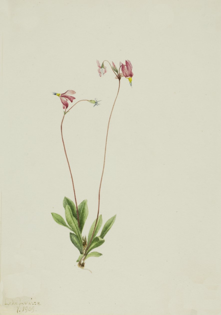 Smukła spadająca gwiazda Dodecatheon pauciflorum, 1909. autorstwa Mary Vaux Walcott