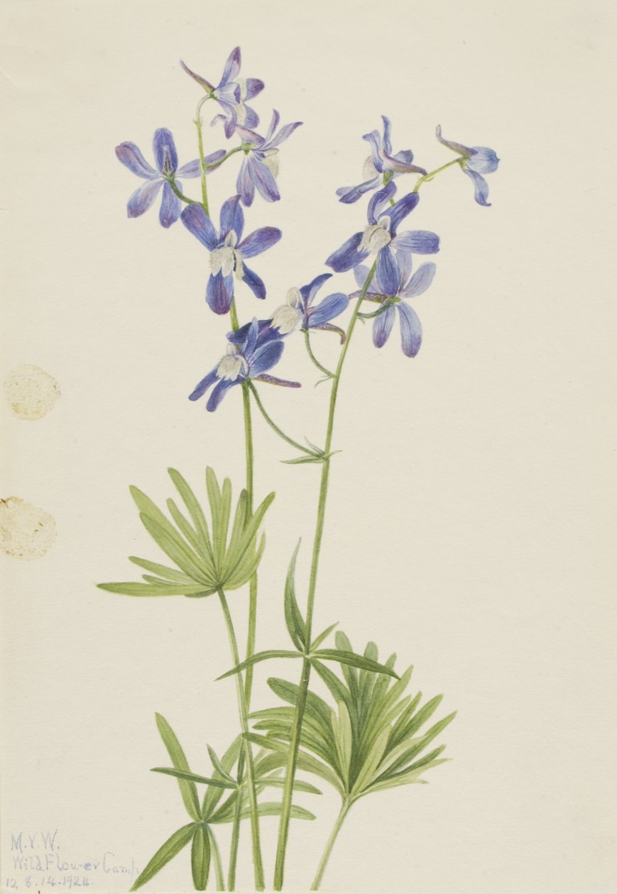Ostróżka wąska (Delphinium depauperatum) autorstwa Mary Vaux Walcott