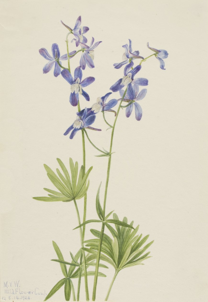 Slim Larkspur Dolphin zubożały, 1924. autorstwa Mary Vaux Walcott
