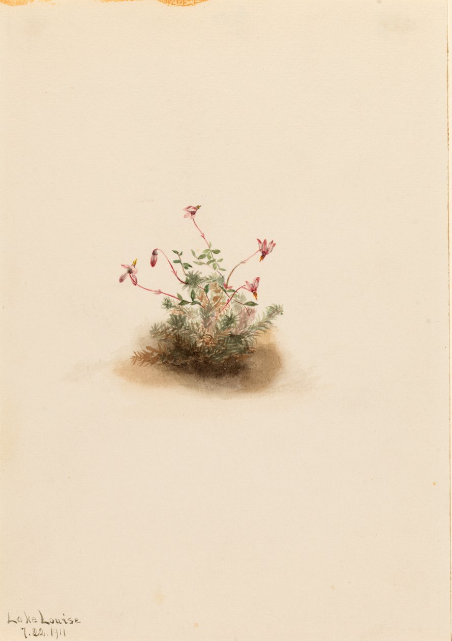 Żurawina błotna (Oxycoccus palustris) autorstwa Mary Vaux Walcott