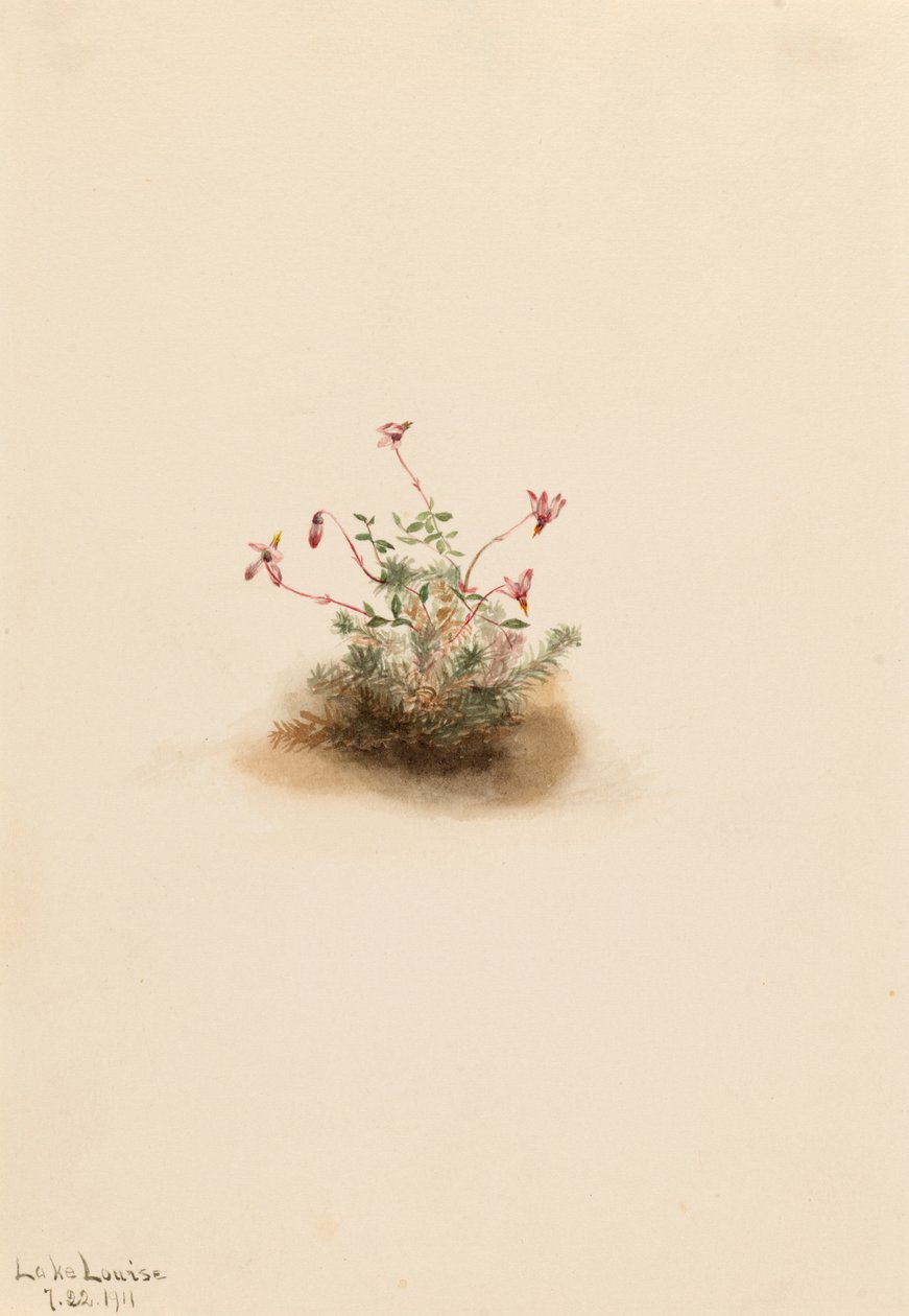 Mała żurawina Oxycoccus palustris, 1911. autorstwa Mary Vaux Walcott