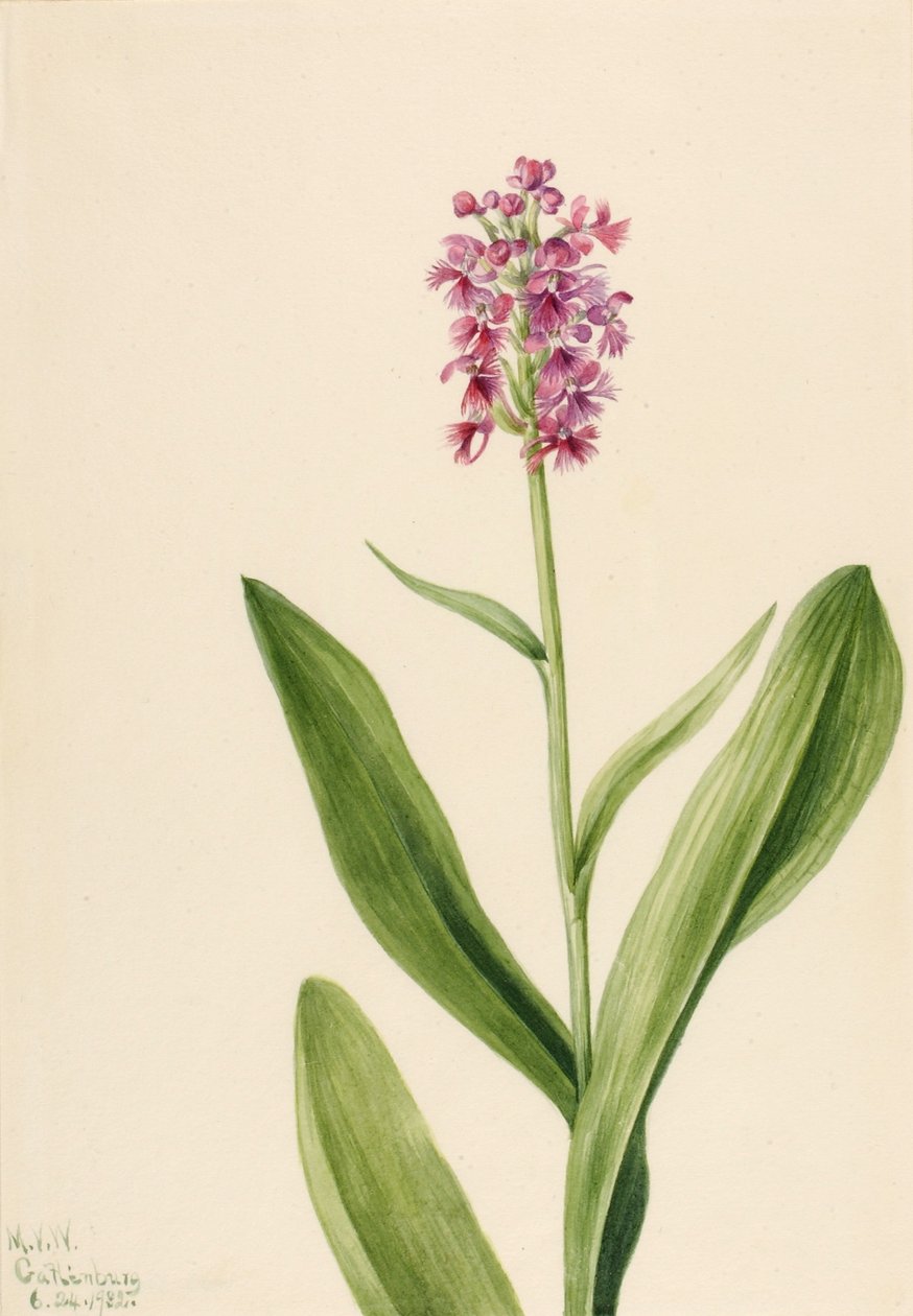 Mały storczyk z fioletową grzywką (Habenaria psychodes) autorstwa Mary Vaux Walcott