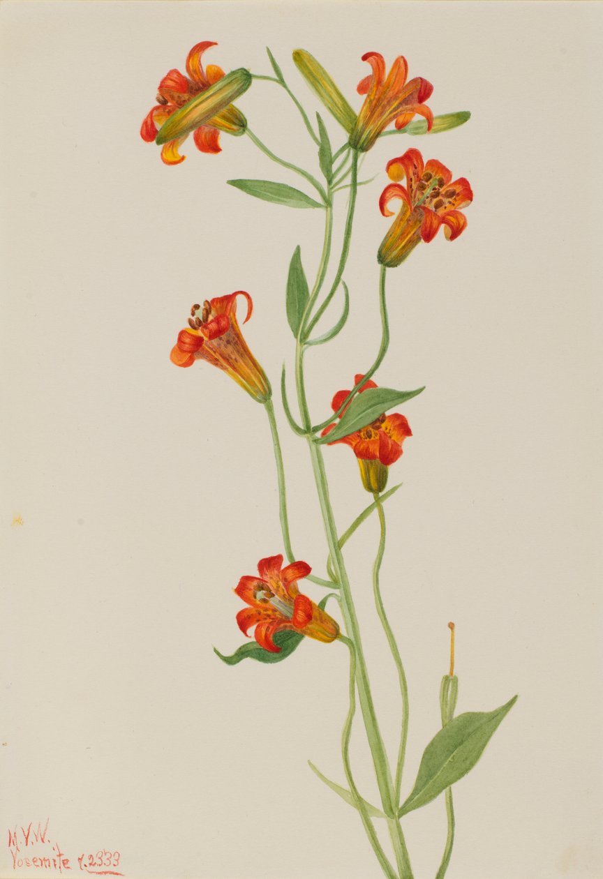 Lilia tygrysia mała (Lilium parvum) autorstwa Mary Vaux Walcott