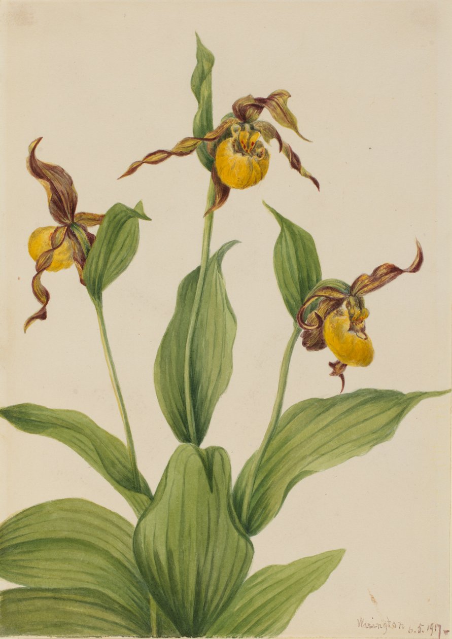 Mała żółta biedronka Cypripedium parviflorum, 1917. autorstwa Mary Vaux Walcott