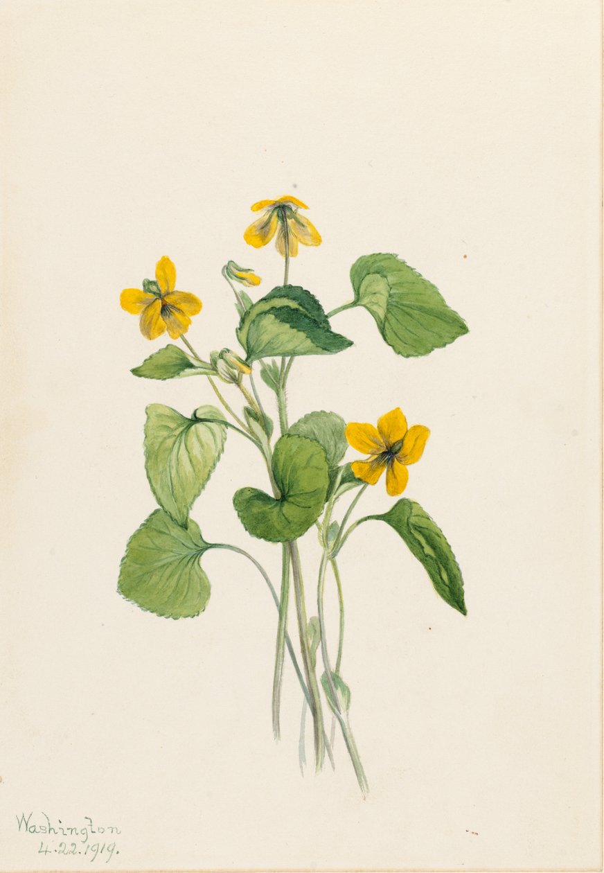 Fiołek żółty gładki (Viola eriocarpa) autorstwa Mary Vaux Walcott