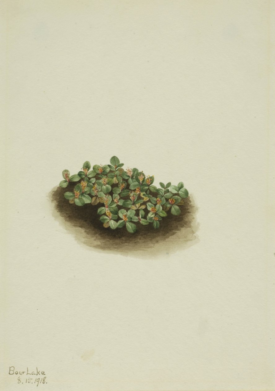 Śnieżna wierzba Salix nivalis, 1918. autorstwa Mary Vaux Walcott