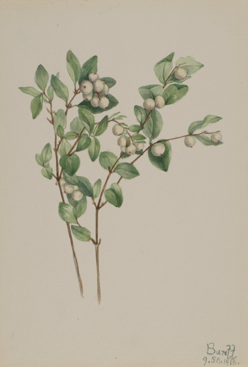 Snowberry Symphoricarpos albus, 1918. autorstwa Mary Vaux Walcott