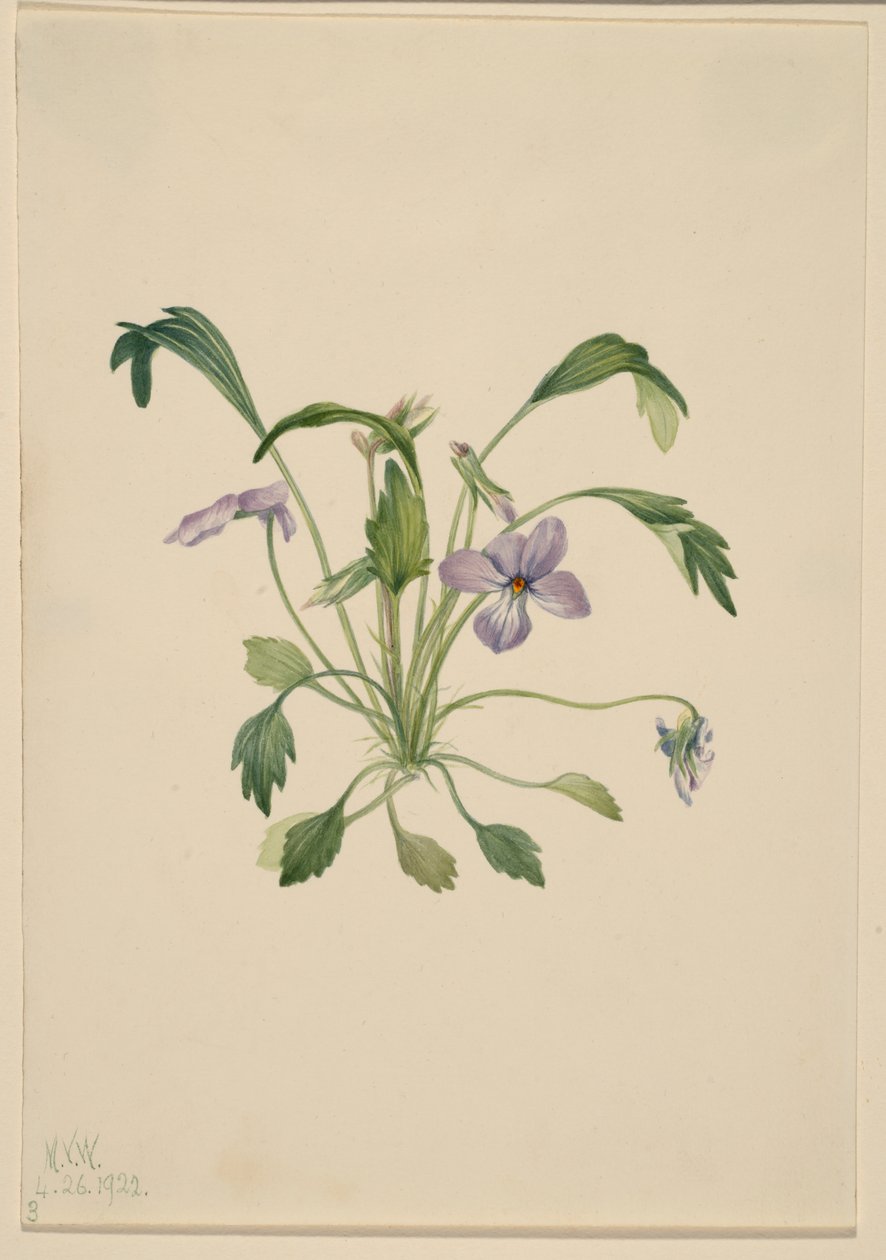 Fiołek trójbarwny (Viola digitata) autorstwa Mary Vaux Walcott