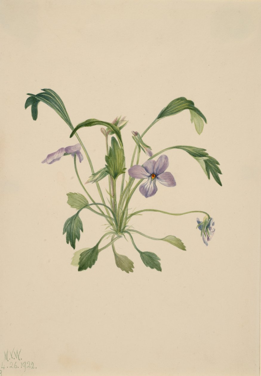 Ptasia łapa fioletowa altówka digitata, 1922. autorstwa Mary Vaux Walcott