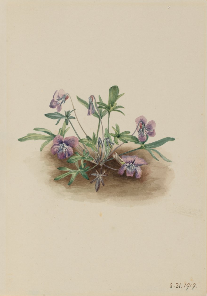 południowe wybrzeże Violet Viola septemloba, 1919. autorstwa Mary Vaux Walcott
