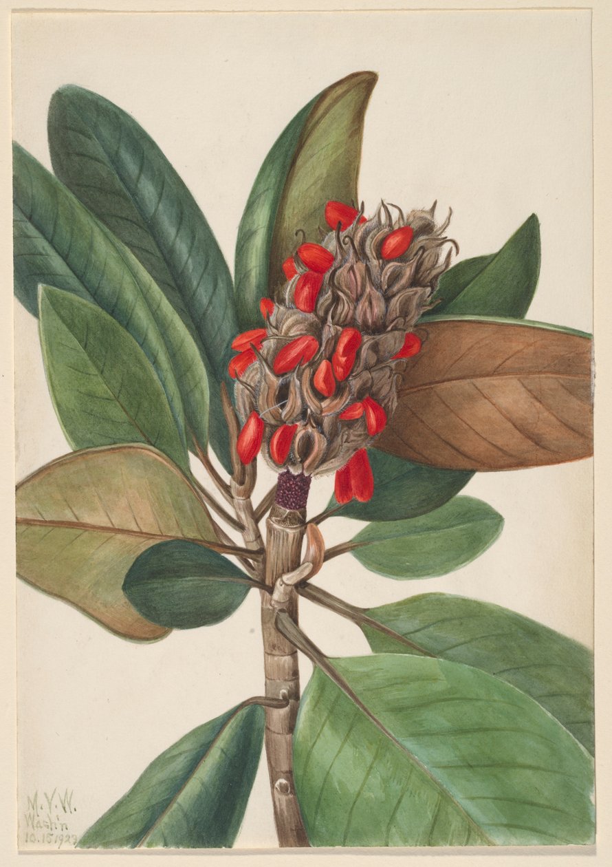 Magnolia południowa (Magnolia grandiflora) autorstwa Mary Vaux Walcott