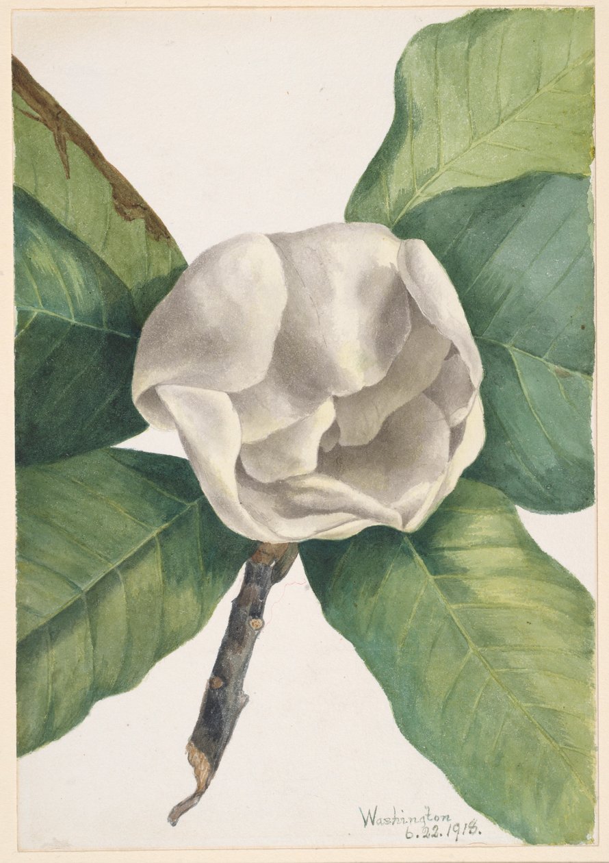 Magnolia południowa (Magnolia grandiflora) autorstwa Mary Vaux Walcott