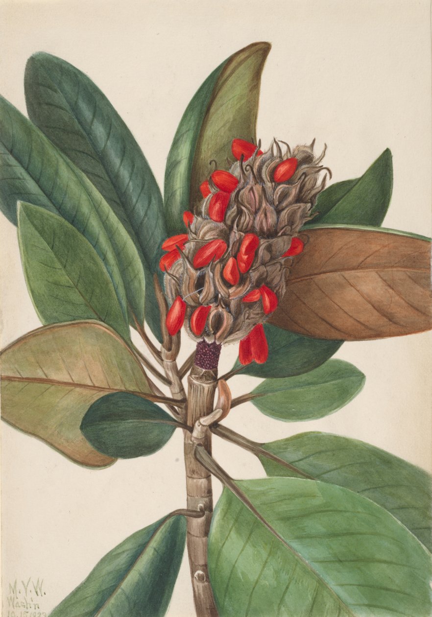 Południowa magnolia Magnolia grandiflora, 1923. autorstwa Mary Vaux Walcott